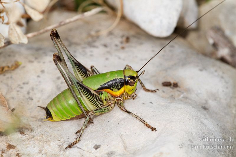 Eupholidoptera schmidti ♂ - HR, Istrien, Brovinje, 16.06.2014