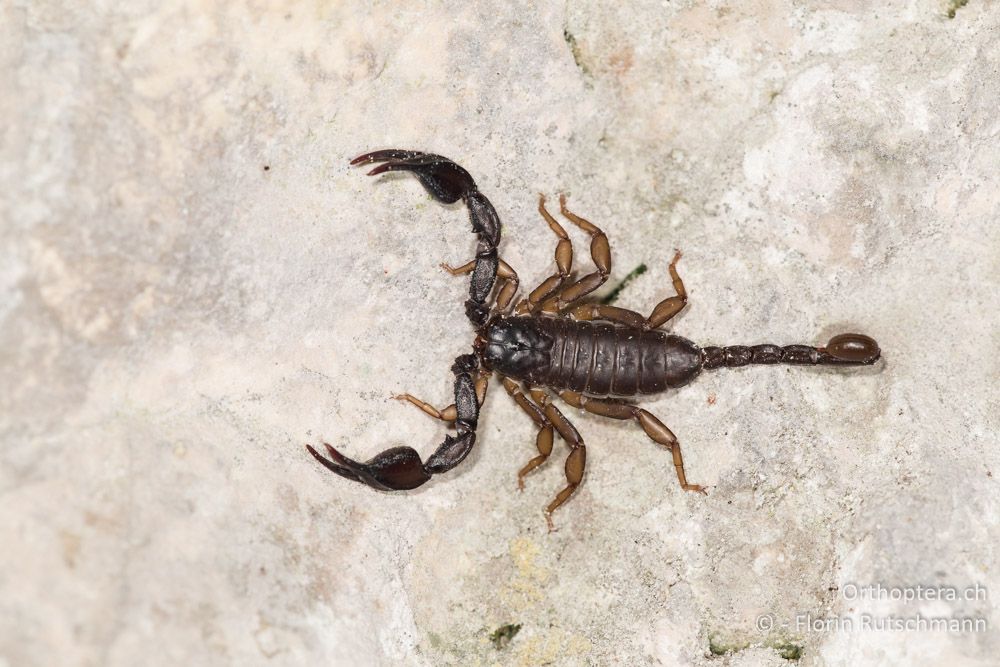 Skorpion - IT, Marken, Fabriano, 08.10.2014