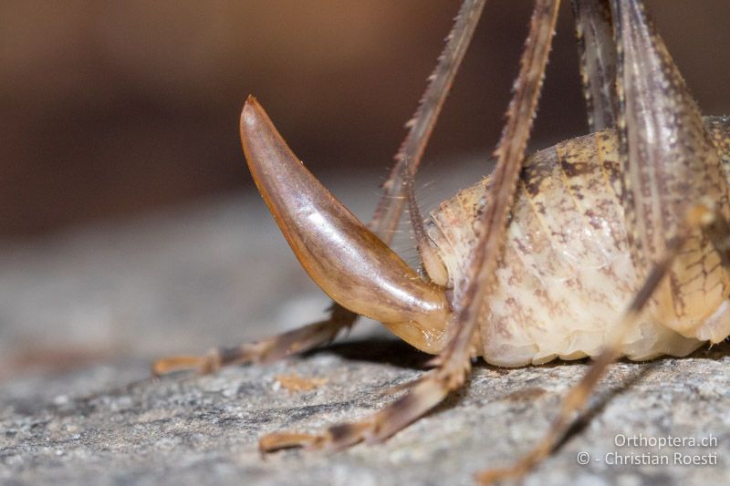 Hinterleibsende von Troglophilus cavicola ♀ - CH, GR, Puschlav, 25.07.2019