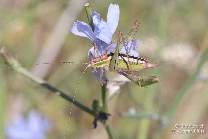Poecilimon macedonicus ♀ - GR, Zentralmakedonien, Mt. Hortiatis, 04.07.2017