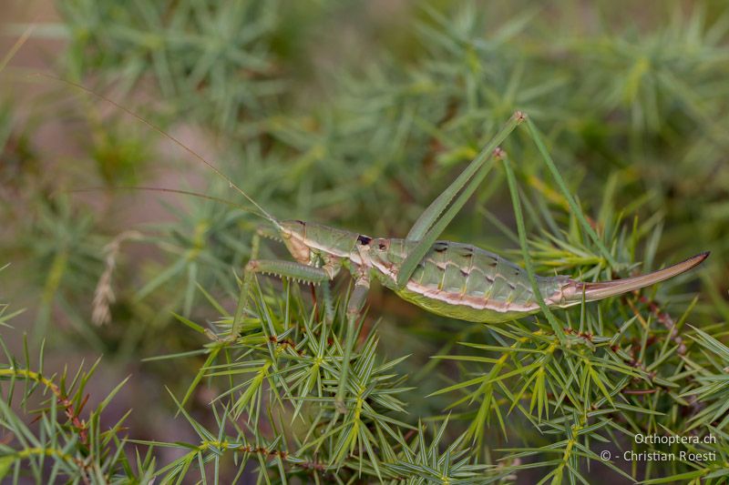 Weibchen von Saga hellenica - Florina, 12.07.2012