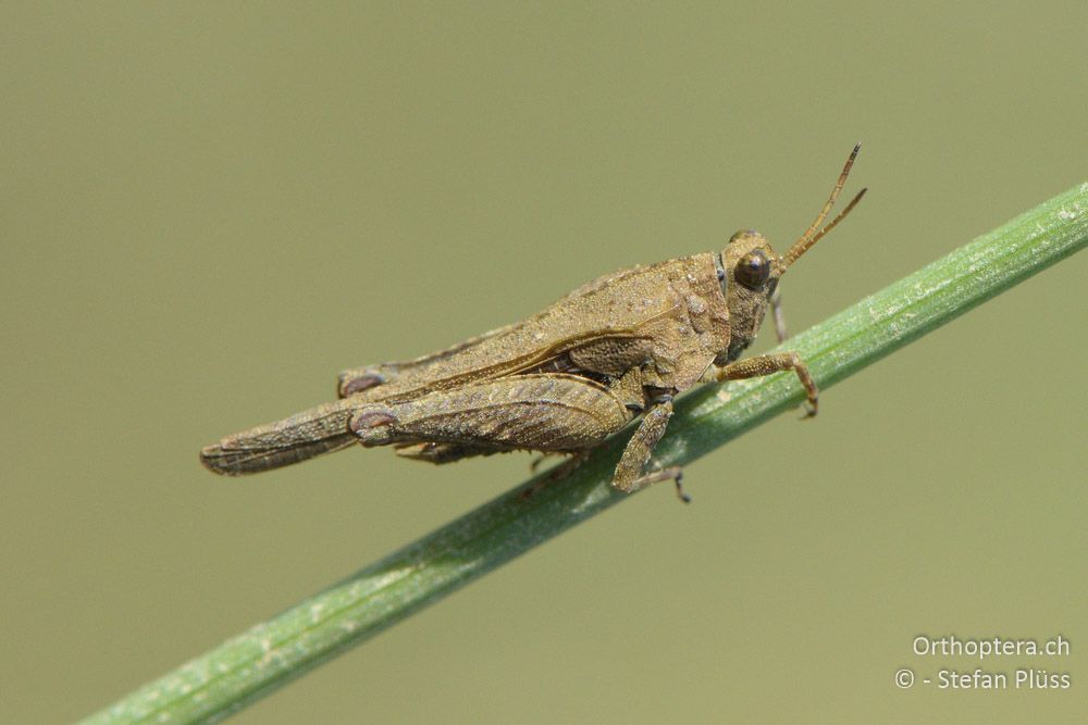 ♂ von Tetrix ceperoi - HR, Istrien, Cerovlje, 24.06.2016