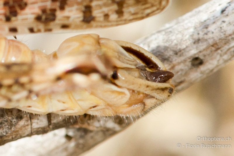 Hinterleibsende von Calliptamus italicus ♂. Ansicht des Genitalapparats leicht von oben. Die braune Genitalkapuze läuft arttypisch in eine leicht nach hinten gebogene Spitze aus - GR, Mittelgriechenland, Grammeni, 22.06.2013