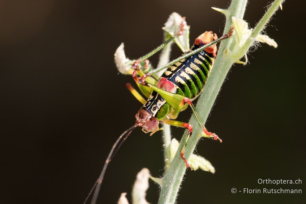 Metaplastes ornatus ♂ - GR, Mittelgriechenland, Molos, 13.06.2015