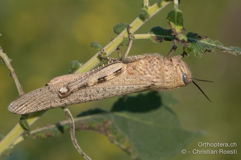 Anacridium aegyptium ♀ - HR, Istrien, Bijele Zemljel, 25.07.2015