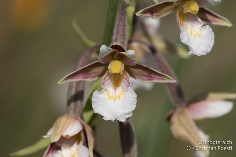 Sumpf-Stendelwurz (Epipactis palustris) - HR, Istrien, Cerovlje, 24.06.2016