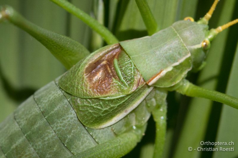 Vorderflügel von Isophya modesta ♂ - AT, Burgenland, Rohrbach bei Mattersburg, 05.07.2016
