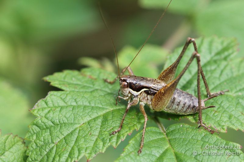 Pachytrachis gracilis ♂ - AT, Kärnten, Villach, 20.09.2016