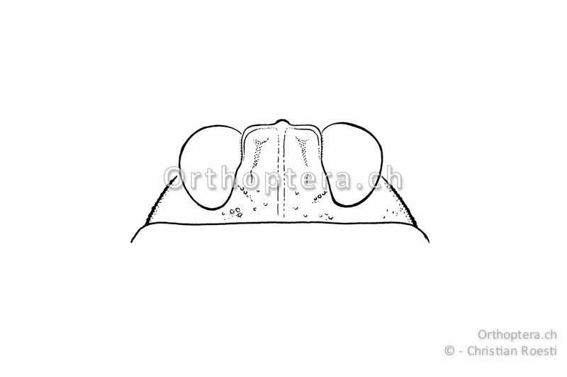 Kopf von Tetrix ceperoi ♀ von oben. Der Abstand zwischen den Augen ist ca. 1-1,25x so breit wie ein Auge.