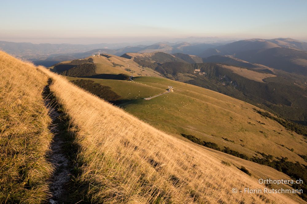 Bergwiesen - IT, Umbrien, Mt. Cucco, 26.09.2014