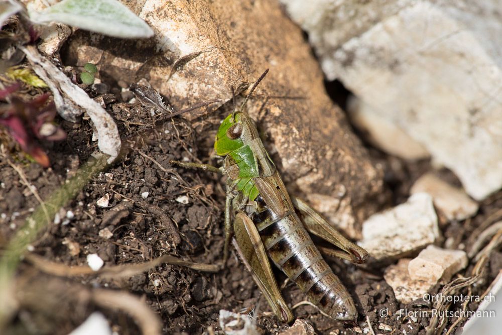 Stenobothrus apenninus ♀ - IT, Marken, Mt. Catria, 27.09.2014