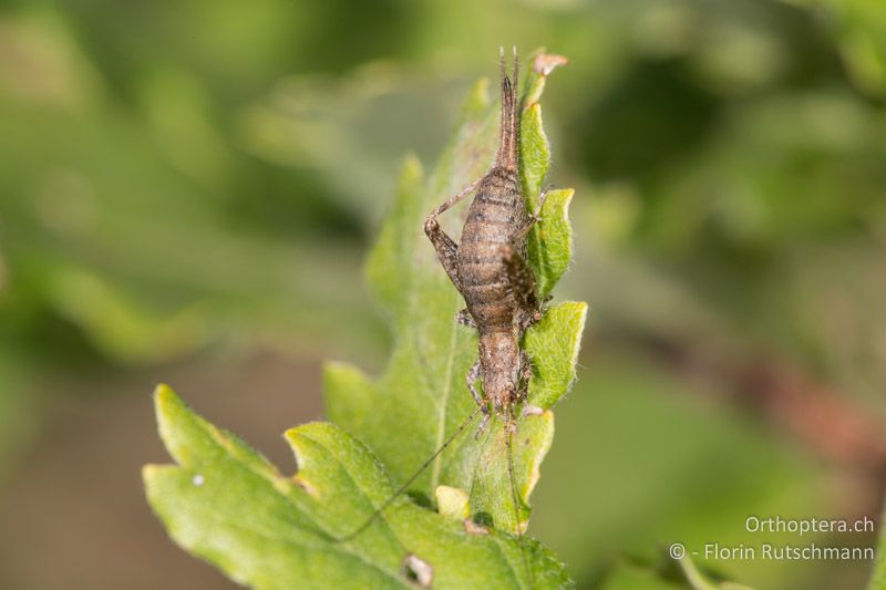 Arachnocephalus vestitus ♀ - IT, Marken, Mt. Catria, 07.10.2014