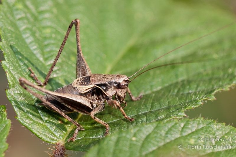 Pholidoptera griseoaptera ♂ - CH, TG, Lengwiler Weiher, 21.08.2010