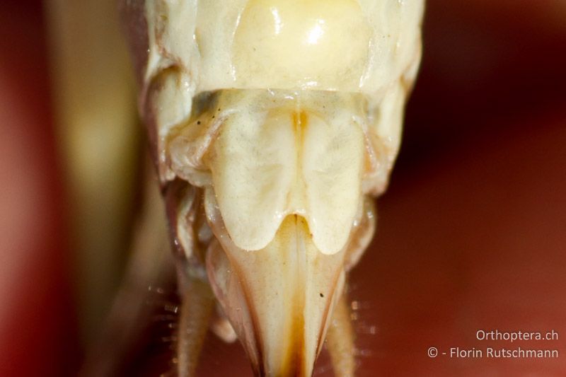 Subgenitalplatte von Platycleis grisea ♀. Die Seiten der Subgenitalplatte laufen gegen das Ende nur leicht zusammen. Die Seitenskleritte sind an der Basis mit der Subgenitalplatte verwachsen - CH, TI, Cardada, 28.10.2011