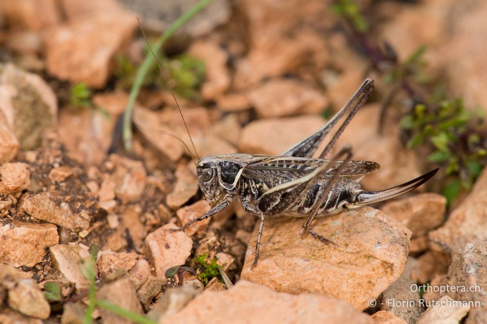 Platycleis stricta ♀ - IT, Marken, Cacciano, 25.09.2014