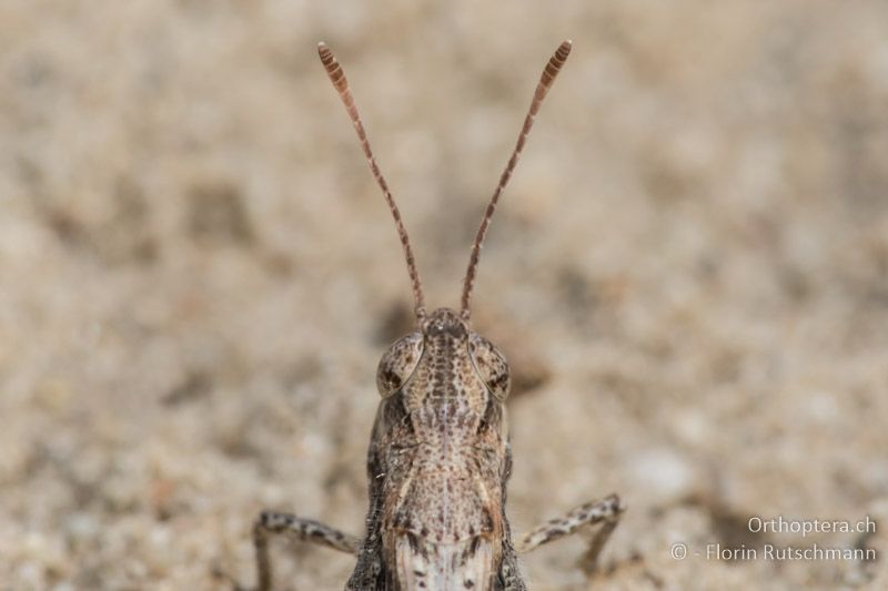 Fühler, Kopf und Halsschild von Myrmeleotettix antennatus ♀ - HU, Südliche Grosse Tiefebene, Kecskemét, 08.07.2016