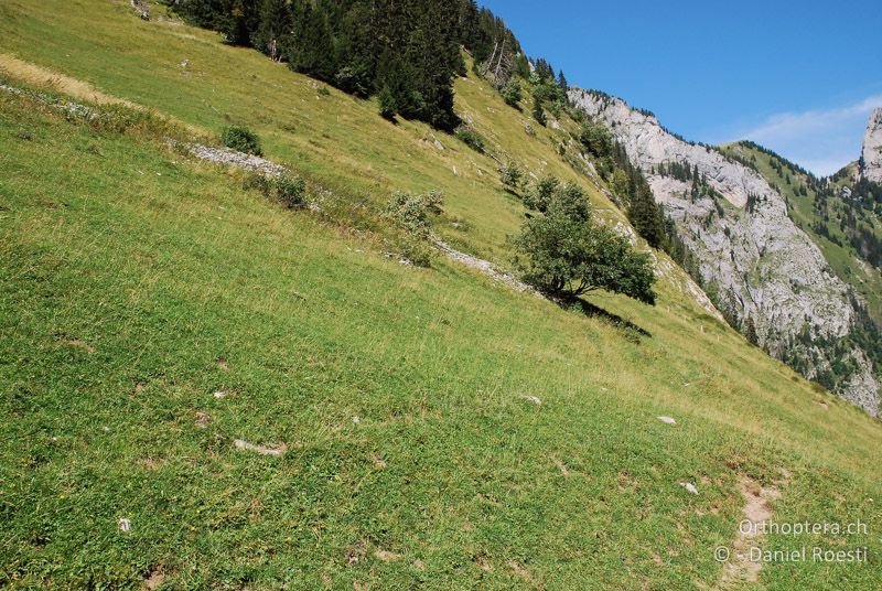 Abgeweidete Alpwiese mit Schottergürtel - CH, BE, Boltigen im Simmental, 15.08.2009