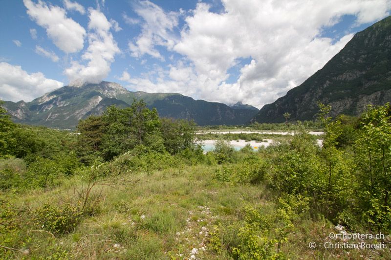 Waldlichtung am Tagliamento - IT, Friaul-Julisch Venetien, Tolmezzo, 30.05.2014