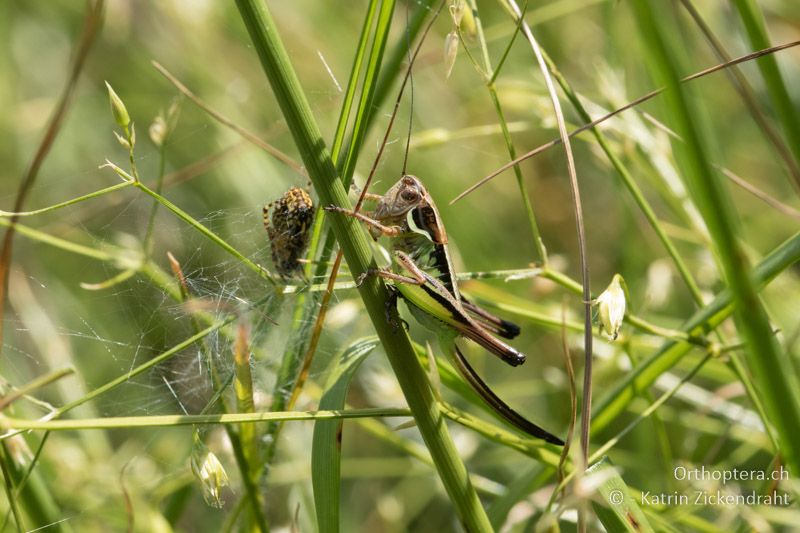 Anterastes serbicus ♀, Larve - GR, Zentralmakedonien, Mt. Vrondous, Skistation, 09.07.2017