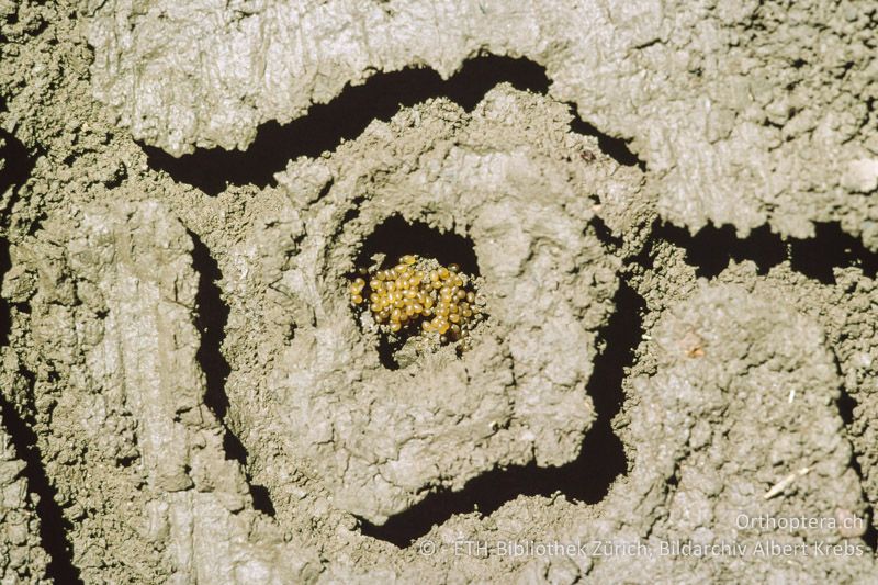 Gelege von Gryllotalpa gryllotalpa - CH, ZH, Agasul, 2001
