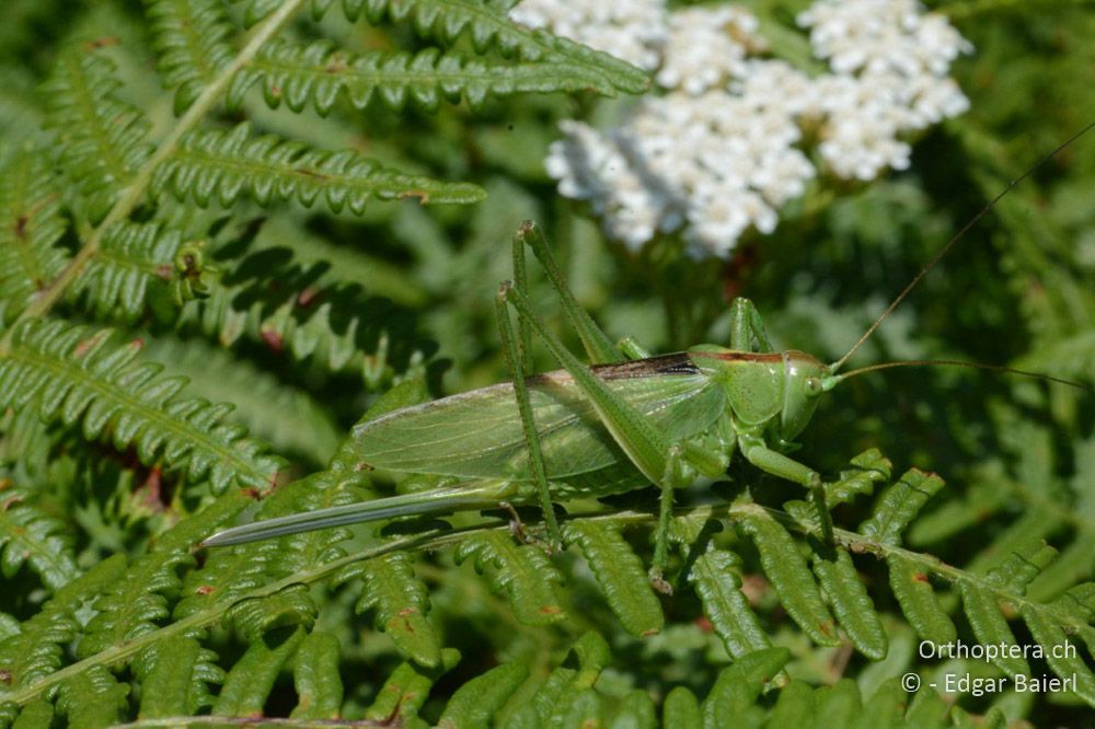 Tettigonia balcanica ♀ - BG, Blagoevgrad, Waldlichtung vor Raslog bei Bansko, 14.07.2018