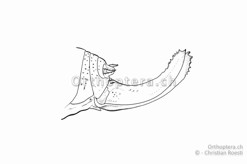 Hinterleibsende von Isophya camptoxypha ♀