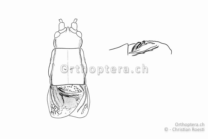 Kopf, Halsschild und Vorderflügel von Isophya modestior ♂ (links) und linker Vorderflügel von der linken Seite (rechts). Die Gesangsader Cubitus 2 ist bei Isophya modestior gut entwickelt und in Seitenansicht kaum vertieft.