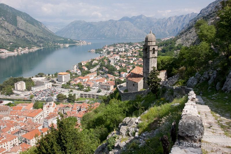 Halboffene Hänge mit niederem Gehölz - MNE, Kotor, 06.05.2009