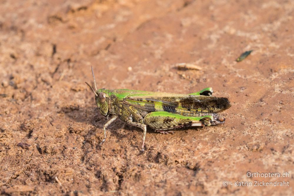 Aiolopus strepens, ♀ - HR, Istrien, Mutvoran, 20.06.2016