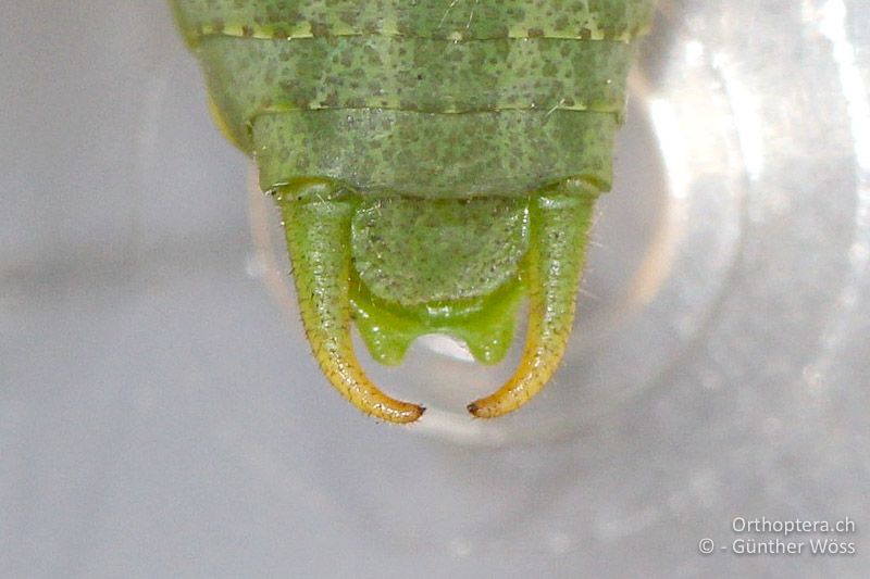 Cerci von Isophya costata ♂ - AT, Niederösterreich, Braunsberg, 24.05.2015