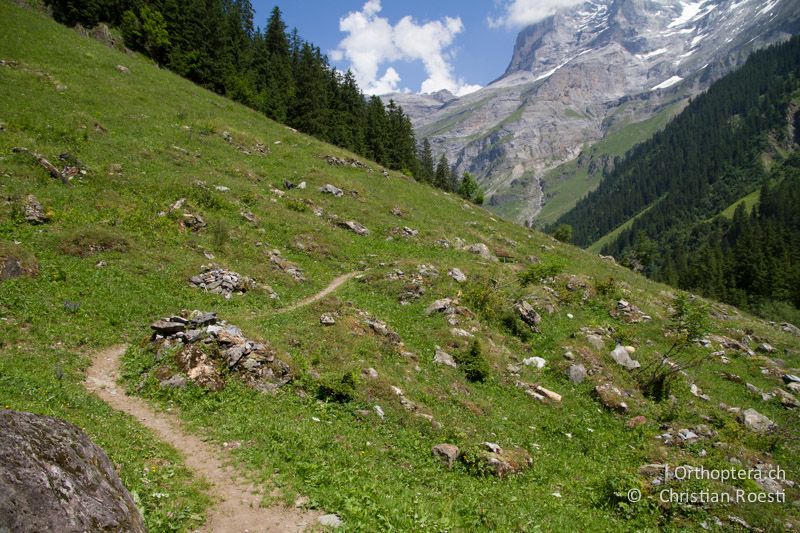 Halbtrockenrasen in den Alpen - CH, BE, Stechelberg, 22.07.2013