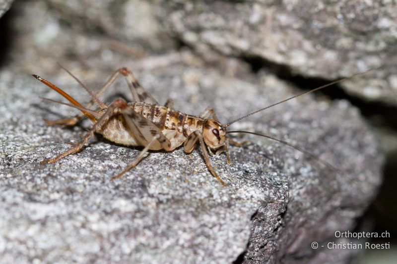 Gryllomorpha dalmatina ♀ - CH, TI, Agarone, 14.09.2012