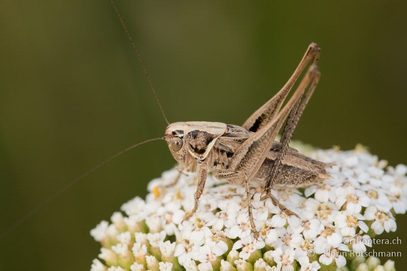 Tessellana veyseli ♂ - HU, Mitteltransdanubien, Sáska, 06.07.2016