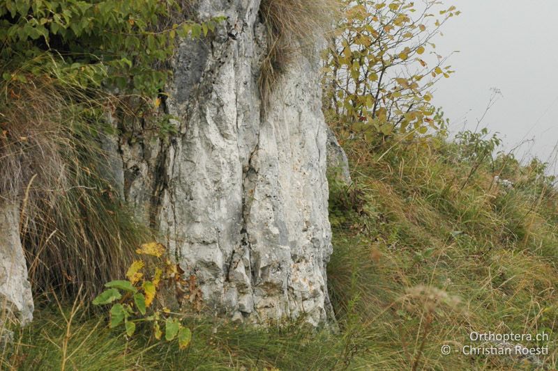 Dichte Bergwiese mit leicht verfilzten Bereichen - IT, Venetien, Schio, Mt. Summano, 30.09.2006