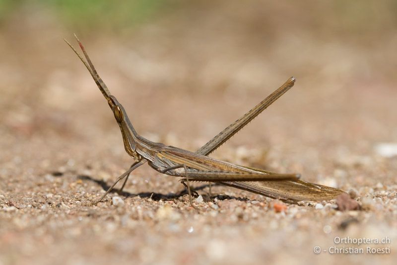 Acrida ungarica ♂ - FR, Var, Fréjus, 25.09.2014