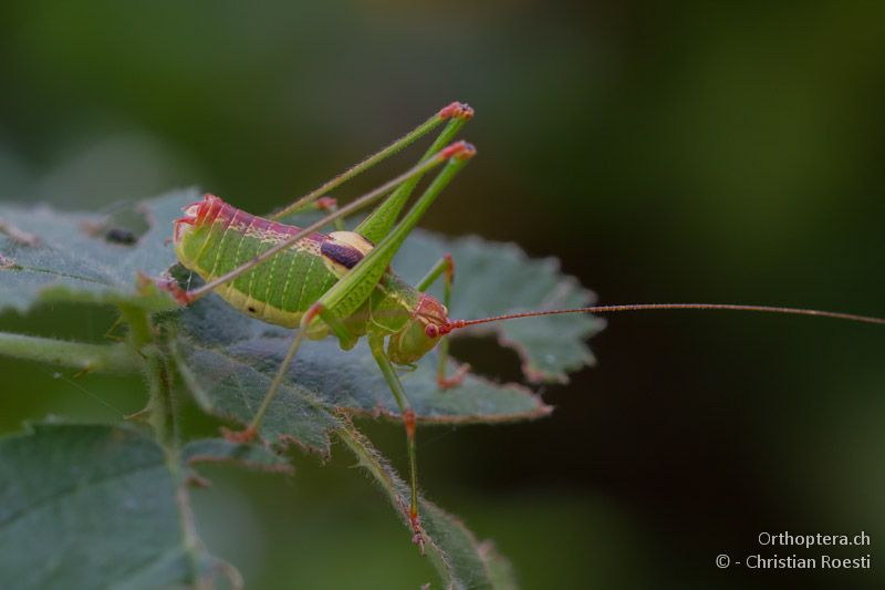 Männchen von Ancistrura nigrovittata - Appolonia, 10.07.12