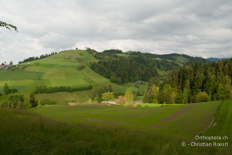Intensive Landwirtschaft. Die Tiere leben am Rand in den hochgrasigen Stellen - CH, BE, Wasen, 31.05.2012