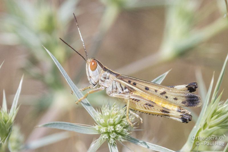 Ramburiella turcomana - GR, Westmakedonien, Xino Nero, 10.07.2017