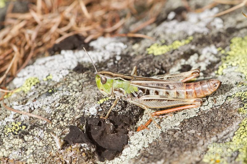 Stenobothrus nigromaculatus ♀ - CH, VS, Törbel, 22.09.2013