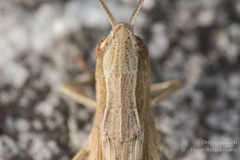 Halsschild von Chorthippus dichrous ♀ - GR, Zentralmakedonien, Archangelos, 19.07.2018