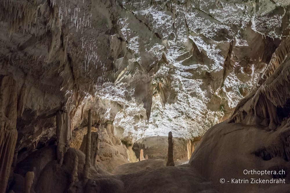 In der Unterwelt der berühmten Grottenolm-Höhle - SLO, Postojna, Postojnska jama, 26.06.2016
