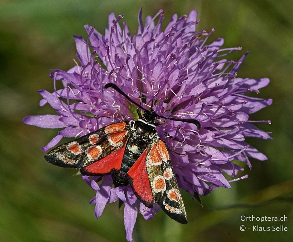 Esparsetten-Widderchen (Zygaena carniolica) - HR, Istrien, Skitača, 24.06.2016