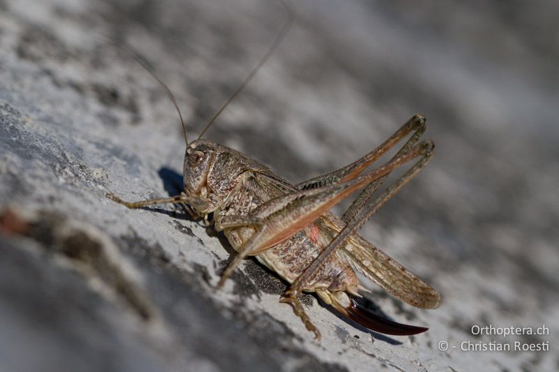 Platycleis albopunctata ♀ - CH, VS, Leuk, 20.08.2013