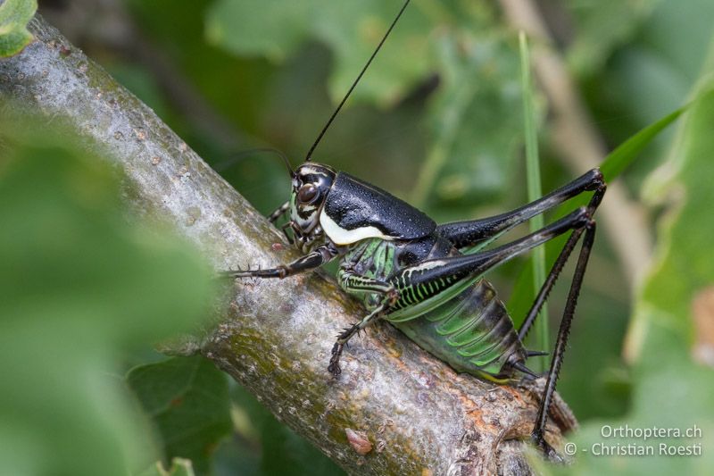 Eupholidoptera schmidti ♂ im letzten Larvenstadium - HR, Istrien, Brovinje, 02.06.2014