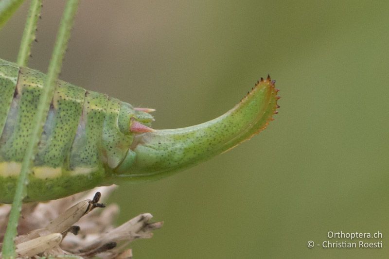 Legeröhre von Poecilimon intermedius ♀ - AT, Niederösterreich, Ebergassing, 09.07.2016