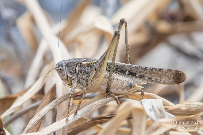 Platycleis escalerai ♂ - GR, Zentralmakedonien, Alonia, 15.07.2017