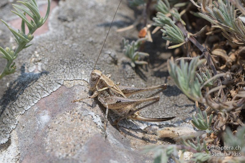 Montana macedonica ♀ - GR, Westmakedonien, Akrini, 14.07.2017