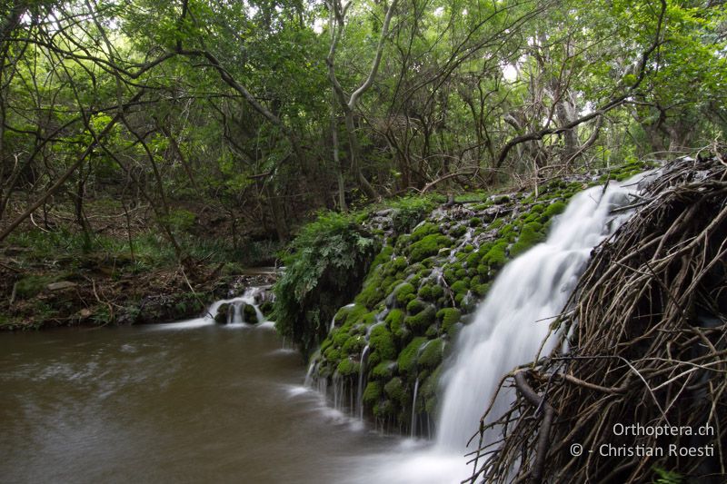 Waldbach - SA, Mpumalanga, Matibidi, Blyde Canyon Forever Resort, 09.01.2015