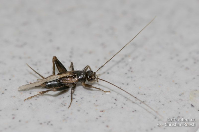 Stenonemobius gracilis ♀ - GR, Zentralmakedonien, Makrygialos, 14.07.2017