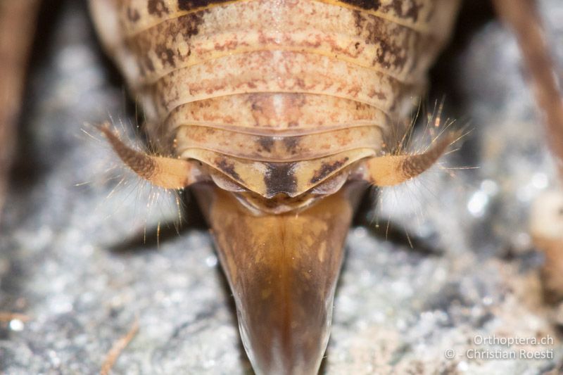 Hinterleibsende von Troglophilus cavicola ♀ von oben betrachtet - CH, GR, Puschlav, 24.07.2019